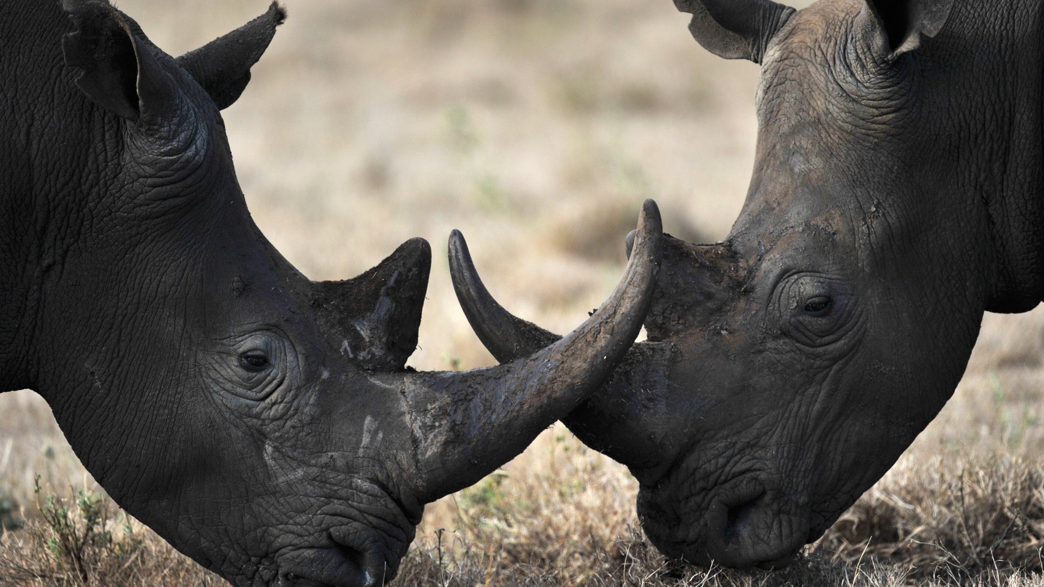 'Rhino bond' breaks new ground in conservation finance